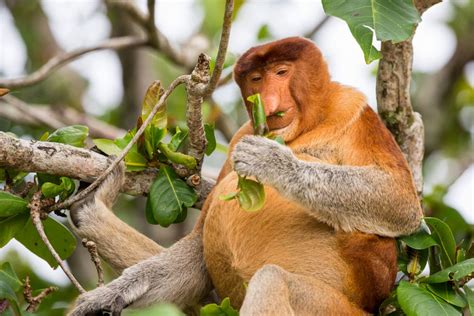 Proboscis Monkey Ugly And Unloved