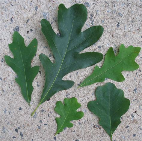 Georgia Oak Leaf Identification