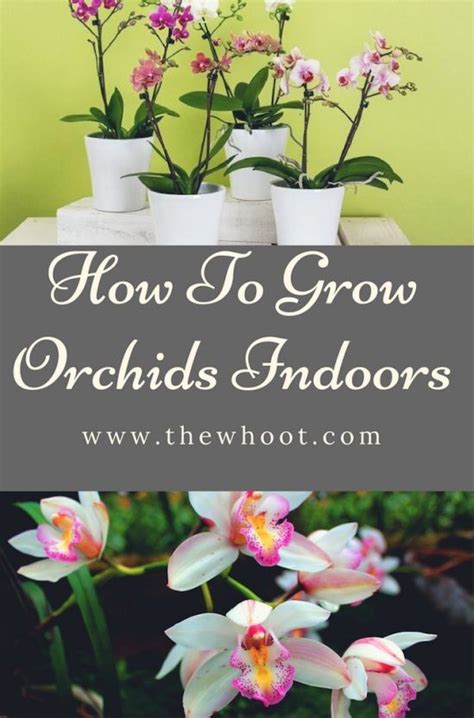 How To Grow Orchids Indoors A Guide For Beginners Orchid Plant Care