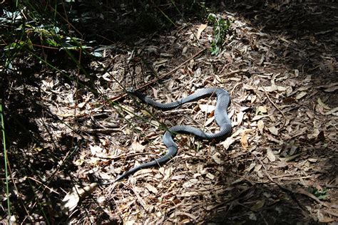 Both species can grow to be fairly large and robust, in the five to six foot range. Red-belly black snake | A red-belly black snake that ...