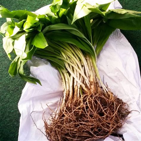 50 Wild Garlic Bulbs Edible Leaves Cooking Herbs Allium Etsy Uk