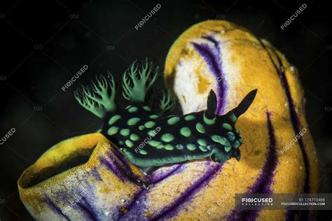 Nembrotha Cristata Nudibranch — Sea Life Gastropod Stock Photo