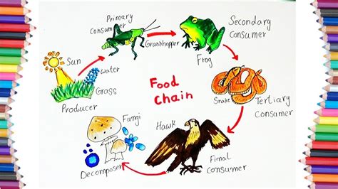 How To Draw Food Chain Diagram Youtube