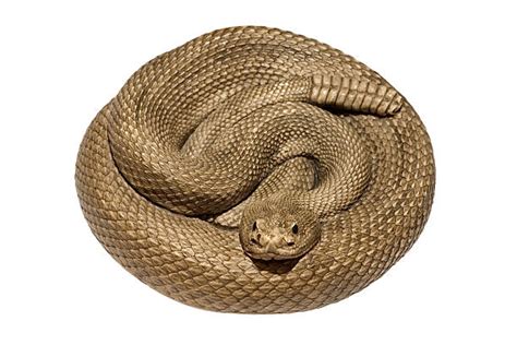 Royalty Free Coiled Snake Pictures Images And Stock Photos Istock