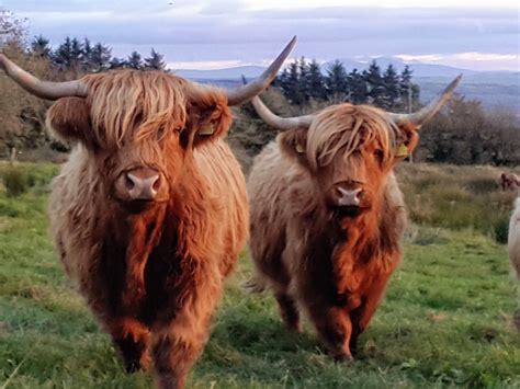 A Blog About My Farming Life In Ireland And The Pressures It Is Facing