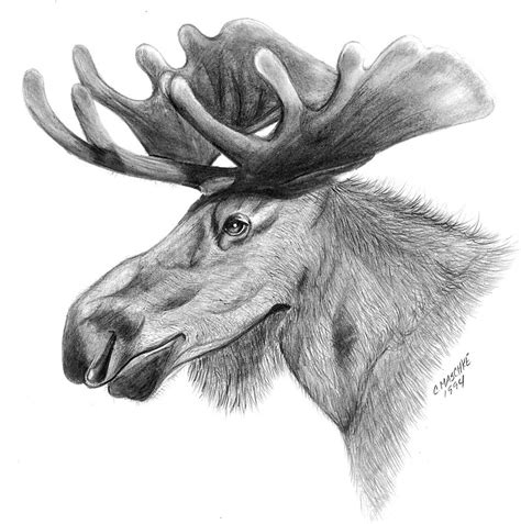 Moose Graphite Drawing Giclee Art Print Of My Original Pencil Etsy