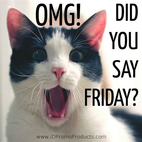 Happy Friday Funny Cat Memes Images And Photos Finder