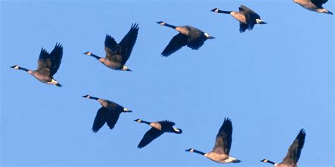 7 Birds That Fly In V Formation Sonoma Birding