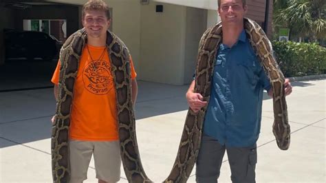 19 Foot Invasive Burmese Python Captured In Florida