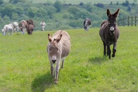 News New Grazing Opportunities Boost Sidmouth Donkeys Wellbeing