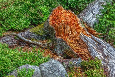 90 Free Dead Tree Stump And Tree Stump Images Pixabay