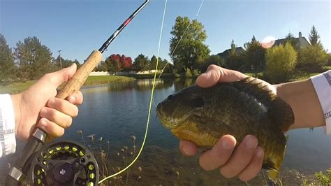 Fly Fishing For Sunfish Youtube