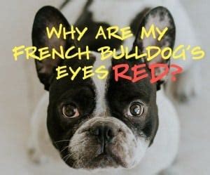 A red eye is usually nothing to worry about and often gets better on its own. Why Are My French Bulldog's Eyes Red? - Pets KB
