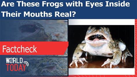 Are These Frogs With Eyes Inside Their Mouths Real Youtube