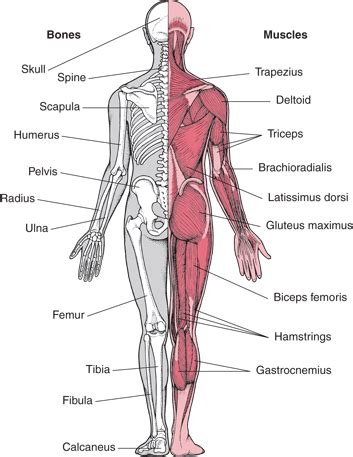 Where are the muscles and bones located? Musculoskeletal System - Senior Pre-Med