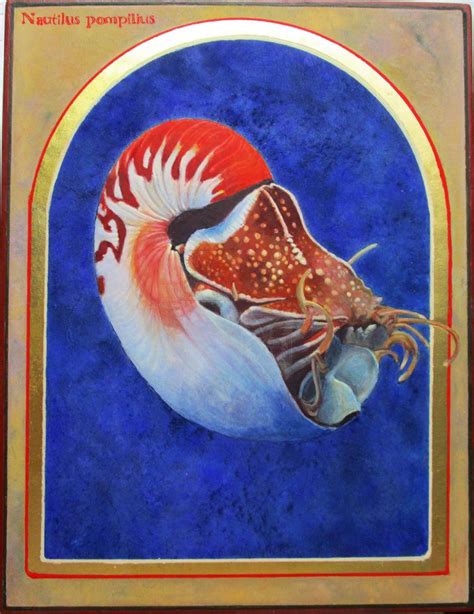 The Chambered Nautilus Artists For Conservation