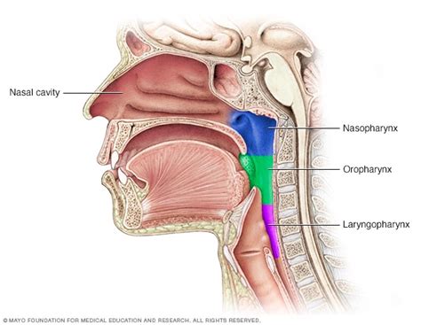 The nose cavity is divided into a right and left passageway. Partes de la garganta (faringe) - Mayo Clinic