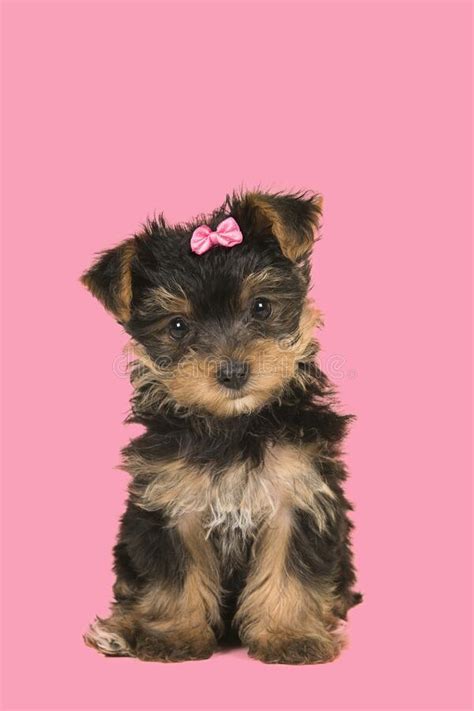 Cute Sitting Yorkshire Terrier Yorkie Puppy Wearing A Pink Bow Looking