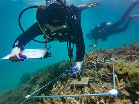 Reefs Around The Australian Institute Of Marine Science