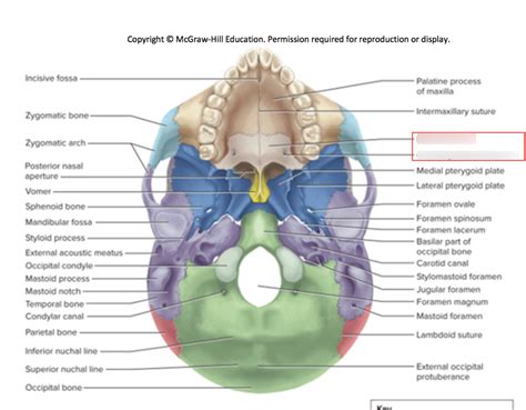 Palatine Bone 1 Diagram Quizlet