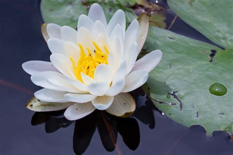 Nymphaea Odorata