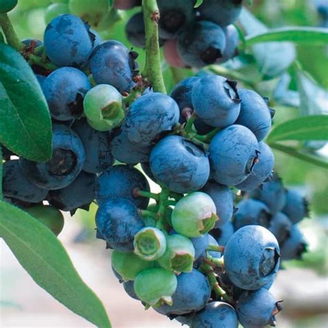 Bluecrop Northern Blueberry Live Plant Fit 2 Gallon Pot