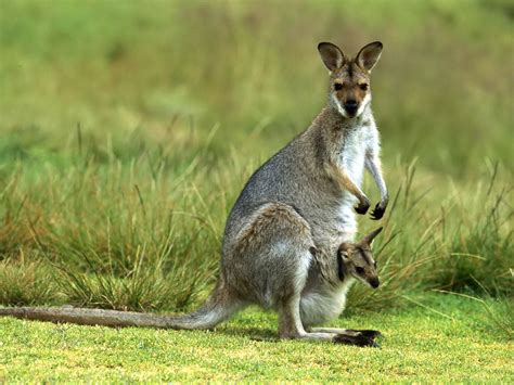 Kangaroos Facts And Pictures All Wildlife Photographs