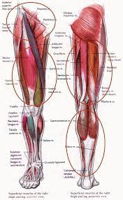 Collectively, the muscles in this area plantarflex and invert the the muscle narrows in the lower part of the leg, and joins the calcaneal tendon. Image result for ligaments and tendons of the knee | Leg ...
