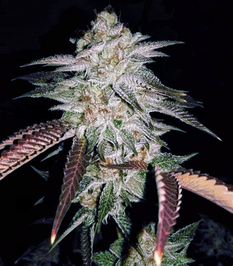 Buy Purple Og18 Feminized Seeds By Reserva Privada Herbies