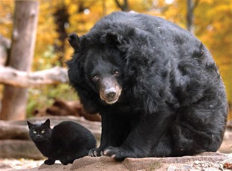 Cat And Bear