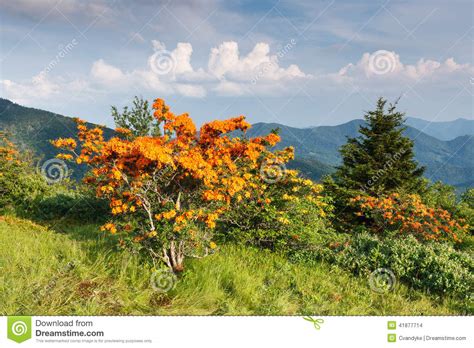 Flame Azaleas Appalachian Mountains North Carolina Stock