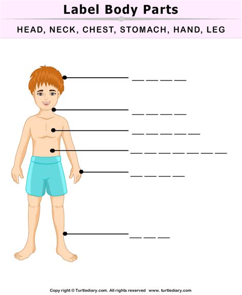 Parts Of The Body Worksheets K5 Learning Label The Bo