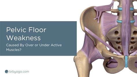 Pelvic Floor Weakness Is It Caused By Over Or Under Active Muscles