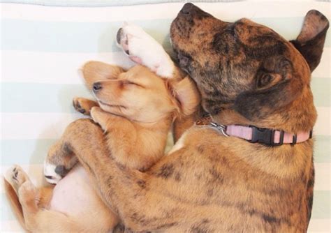 23 Cuddling Dogs Who Dont Know Whos The Big Spoon And Whos The