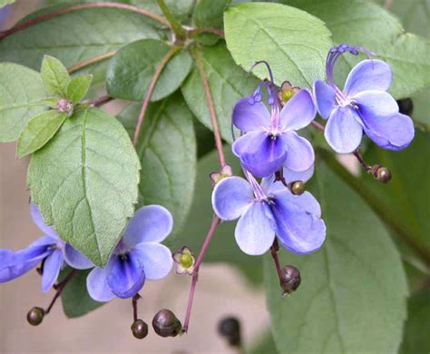 Clerodendrum Myricoides Blue Flowered Tinderwood Plantinfo