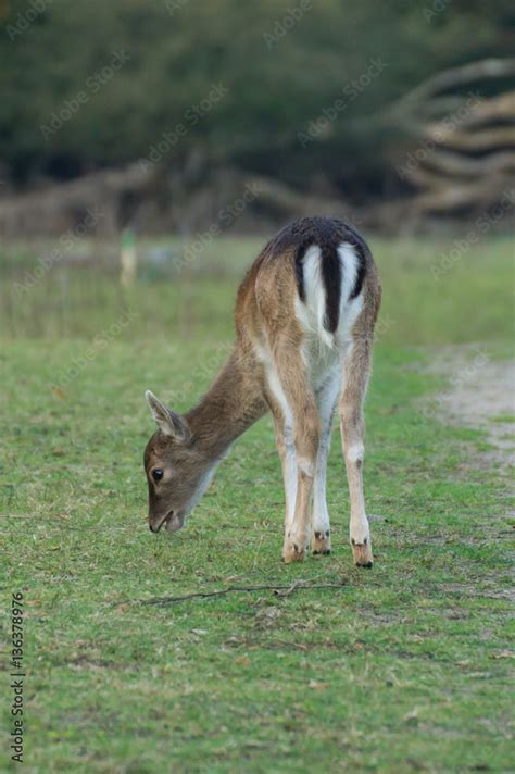 Young Buck Grazing Stock Foto Adobe Stock