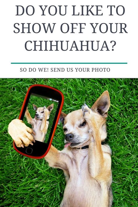 Pin On Shichi Pups And Chihuahua Pups