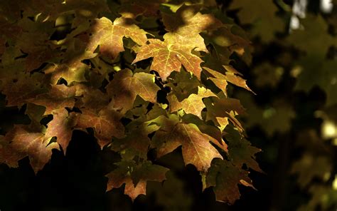 Download Wallpaper 3840x2400 Maple Leaves Branch Sunlight Autumn 4k