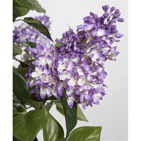 5 Foot Purple Lilac Tree Potted W 80220 Autograph Foliages