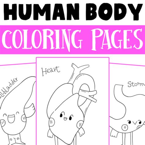 Human Body Systems Coloring Pages Human Anatomy Coloring Sheets For
