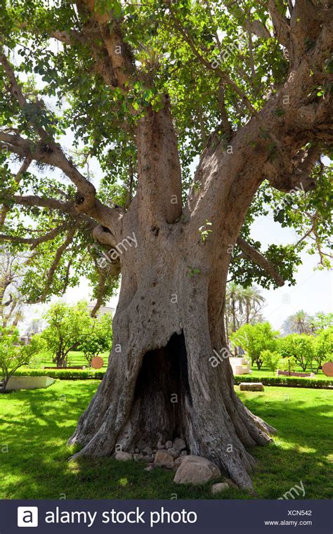 Ancient Sycamore Tree In Jericho Israel Stock Photo 283206786 Alamy