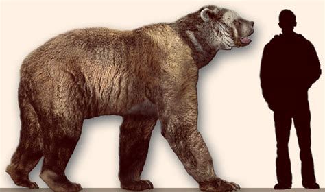 Ancient Mitochondrial Dna Reveals Convergent Evolution Of Giant Bears