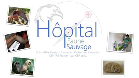 Hôpital Faune Sauvage Centre France Alice Dumoulin Dr Vétérinaire