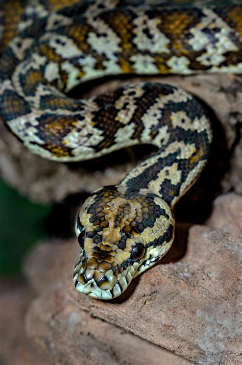 Coastal Carpet Python Common Snakes Snake Rescue
