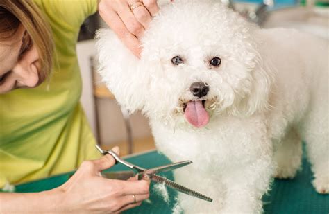 Ispca Says Dog Groomers Can Provide Services For Pets Who Need Urgent