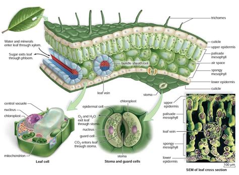 Structure Of A Leaf