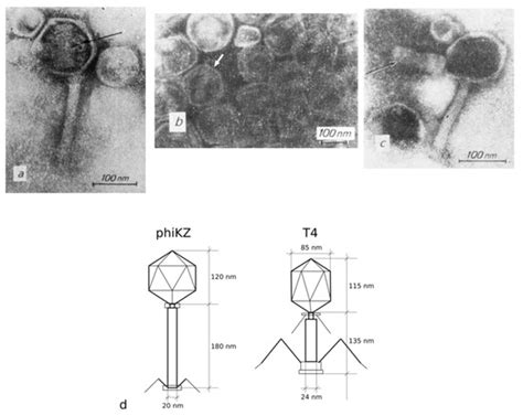 Viruses Special Issue Giant Or Jumbo Phages
