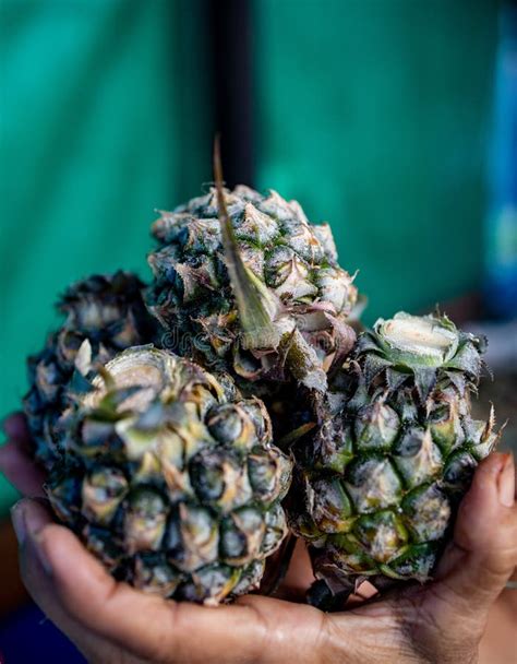 A Group Of Fresh Small Pineapple Fruits At Thai Market Stock Image