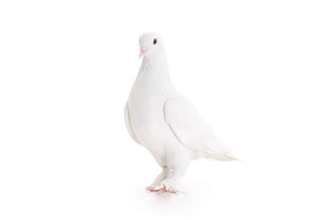 Doves Pictures Download Free Images On Unsplash