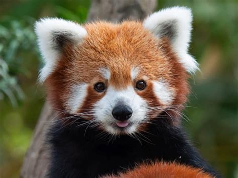 50 Cute Animals That Will Make Your Heart Melt Fact Animal